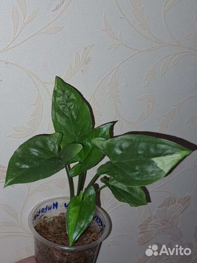 Сингониум Грин Арроу Мутейшен