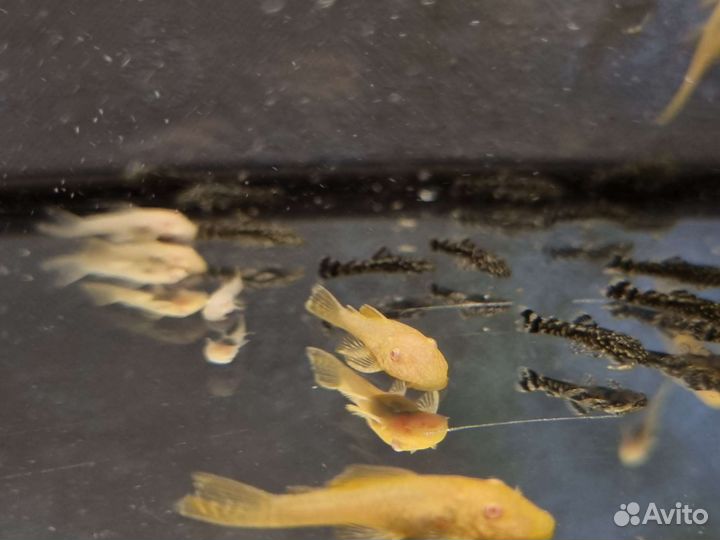 Сом Анциструс