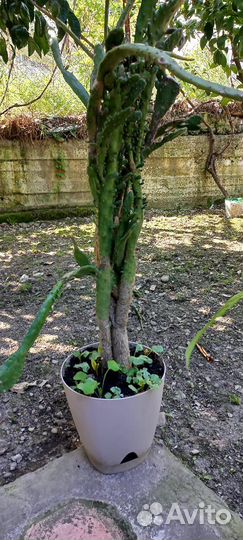 Кактус опунция