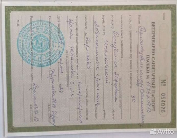 Пчелы и пчелосемьи