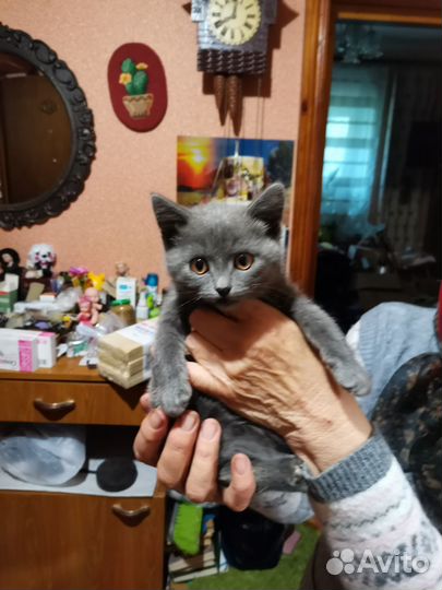 Котенок 2 месяца девочка
