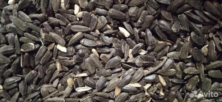 Семечки подсолнечника. Урожай 2022 года