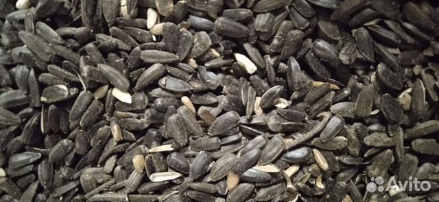 Семечки подсолнечника. Урожай 2022 года