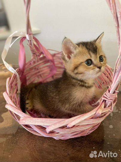 Котята золотая шиншилла