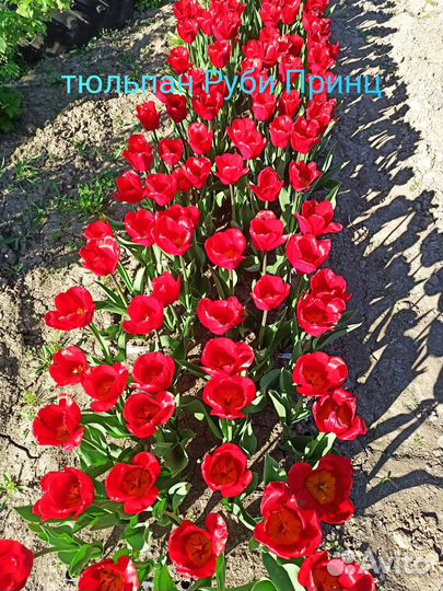 Продам луковицы тюльпанов