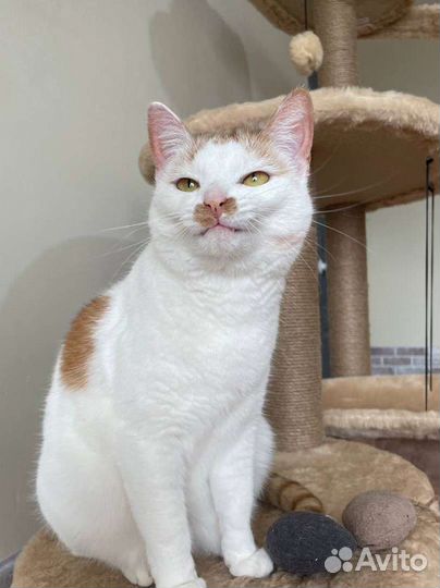 Рыже-белая кошечка Молли 2 года ищет дом