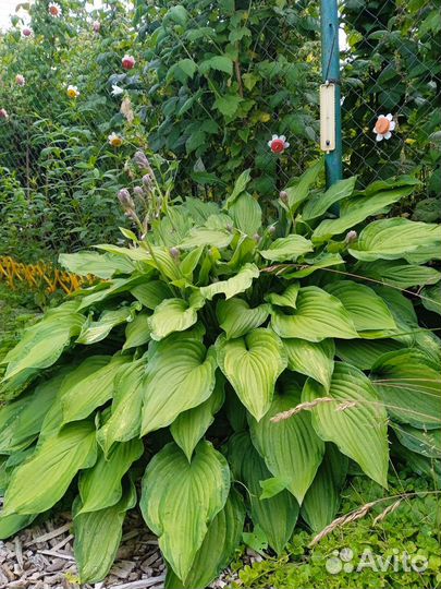 Хоста растение