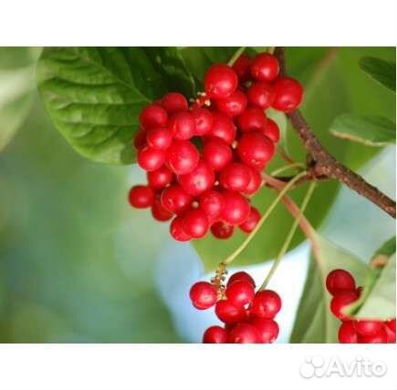 Лимонник китайский 