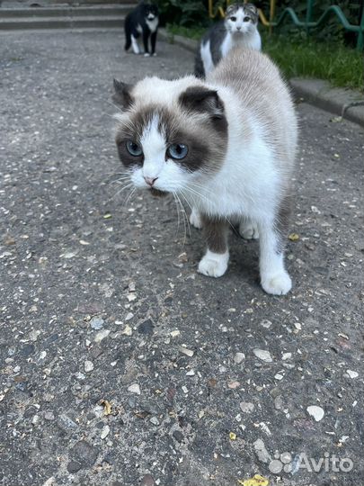 Кошечка в добрые руки