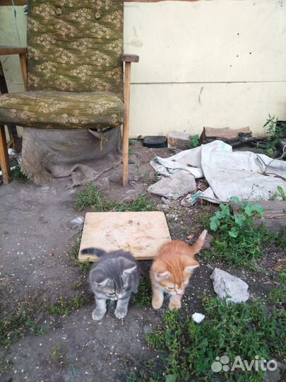 Отдам в добрые руки
