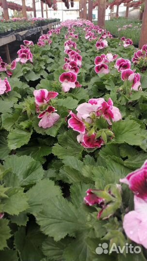 Королевская пеларгония