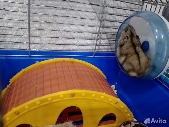 Джунгарский хомяк