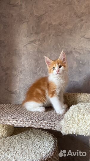 Мейн-кун котята