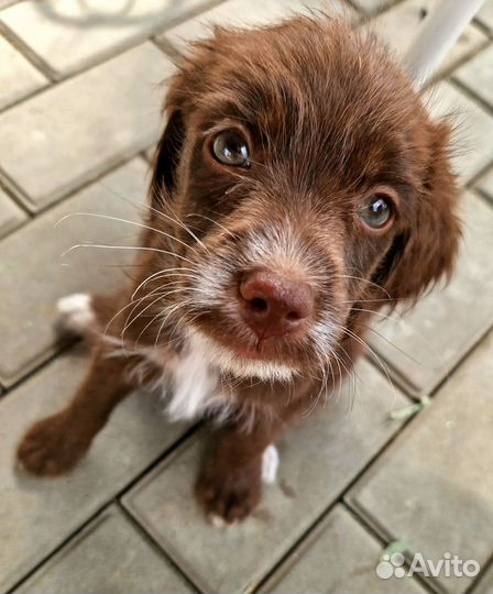 Собака в добрые руки щенок мальчик