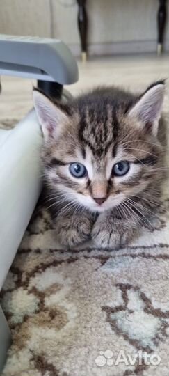 Кошки