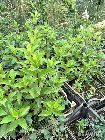 Гортензия Самарская Лидия