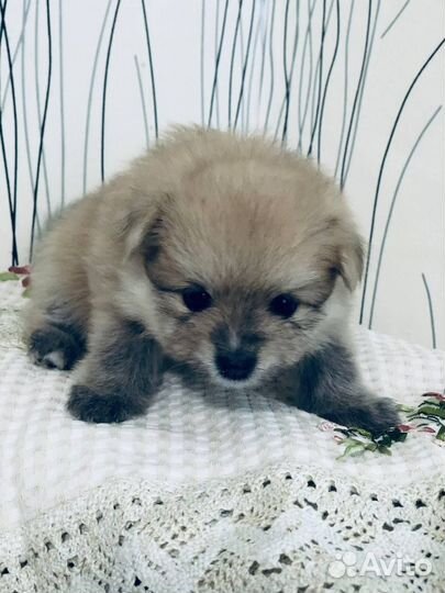 Щенки шпица