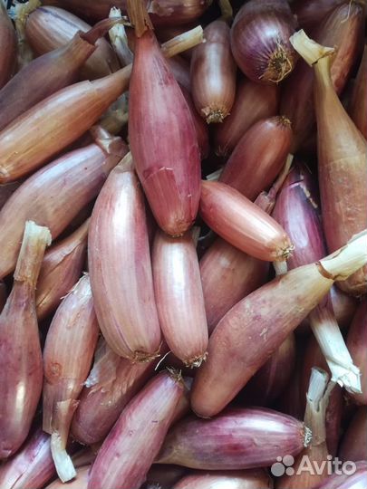 Лук Дельфин