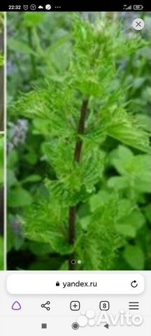 Мята кудрявая