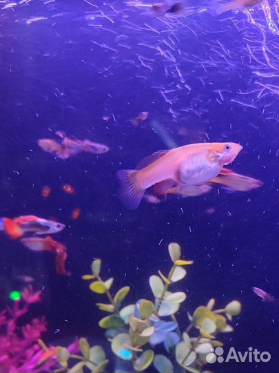 Красивые гуппи