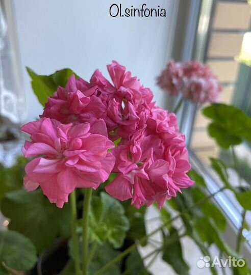 Пеларгония