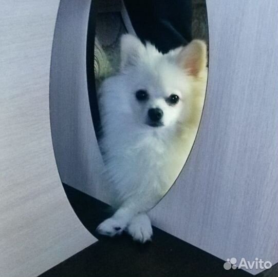 Померанский шпиц вязка кобель