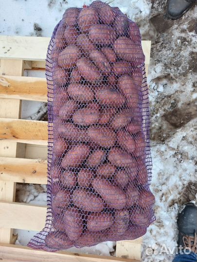 Морковь, картофель,лук,оптом от производителя