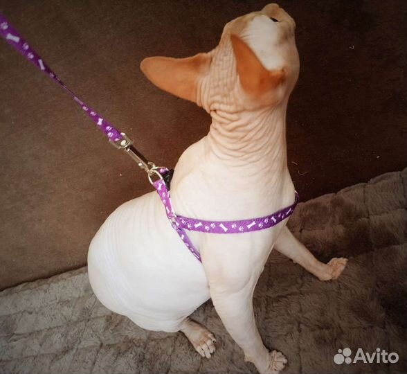 Шлейка для кота/мелкой собаки
