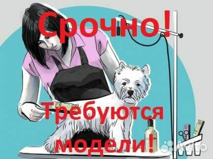 Грумер ищу моделей бесплатно