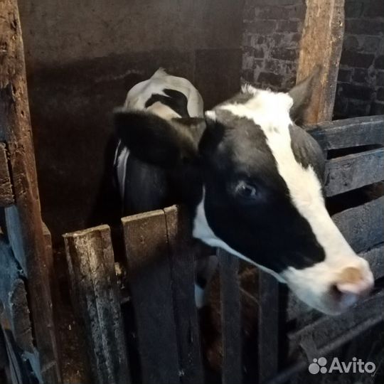 Бычок