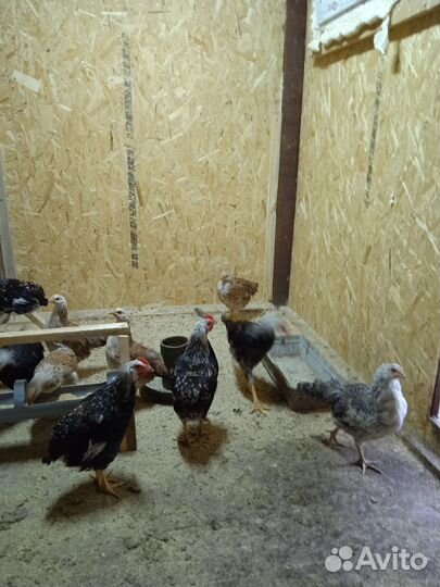 Молодые петушки