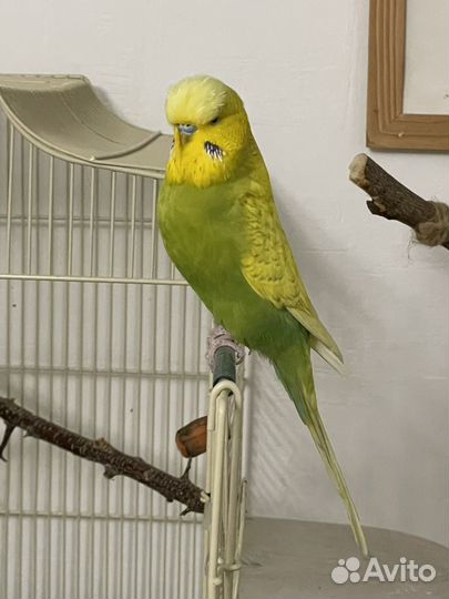 Выставочный волнистый попугай