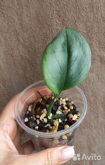 Сциндапсус мунлайт