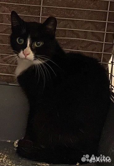 Ласковая черно белая Душа ищет свой дом