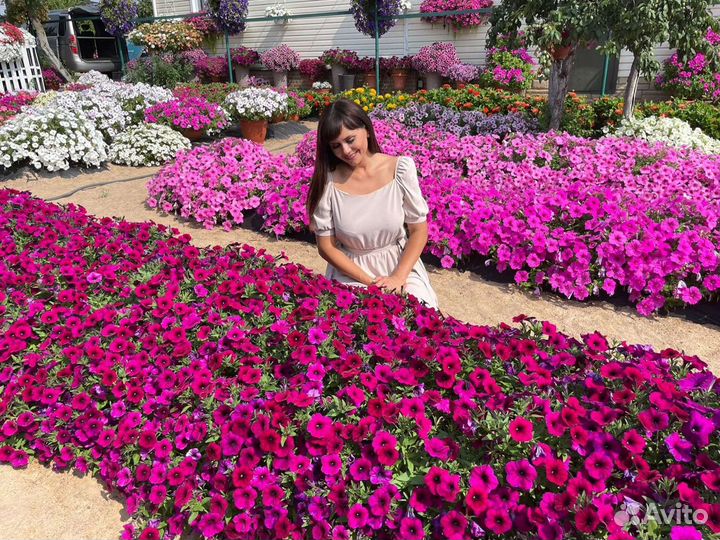 Гигантские ампельные петунии