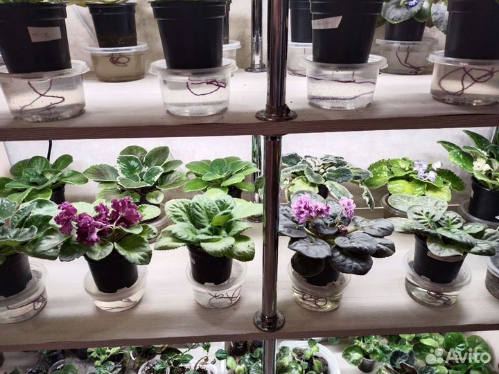 Сортовые фиалки