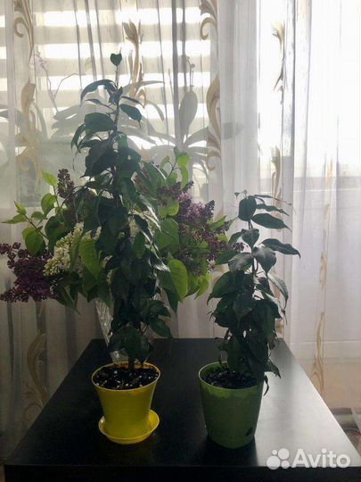 Фикус бенджамина