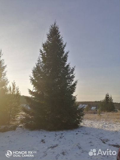 Ель 6,1 m