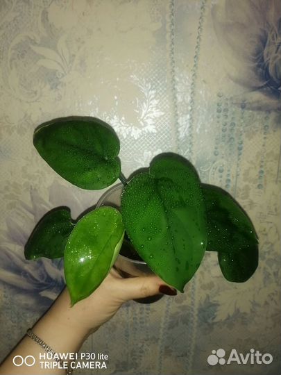 Сингониум макрофиллум