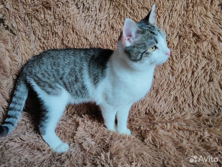 Серо-белый котик