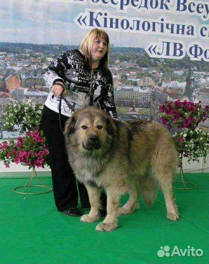 Дрессировка и воспитание щенков и взрослых собак