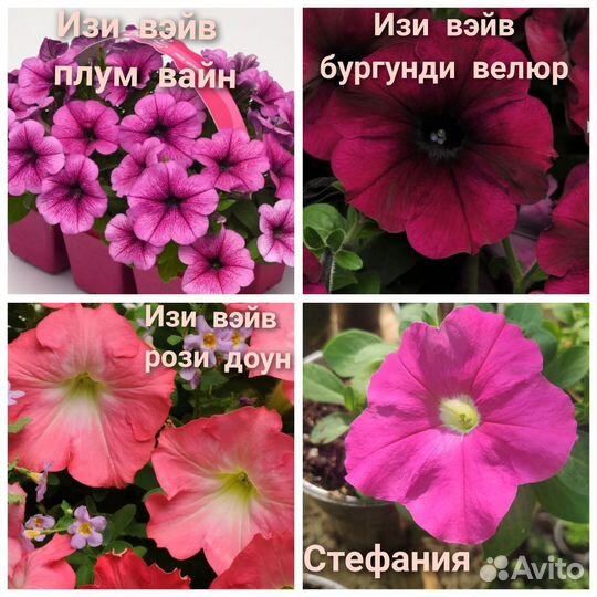 Рассада петунии