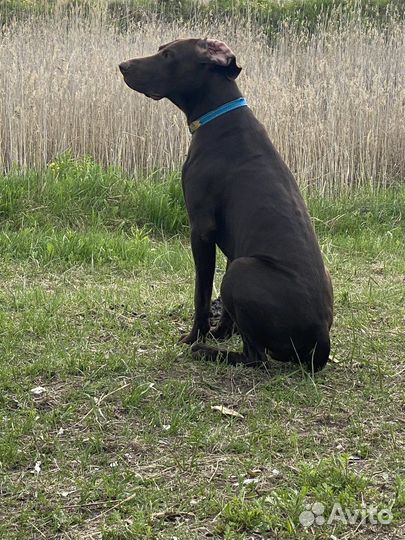 Курцхаар вязка