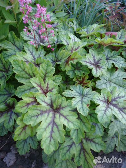 Лилейники, ирисы, и разные многолетники