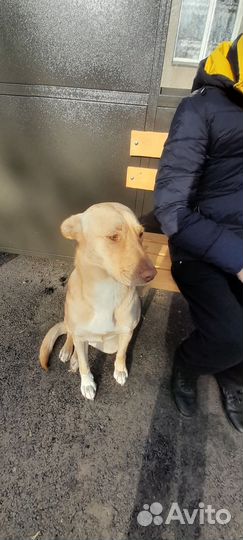 Помесь лабрадора