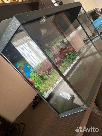 Аквариум