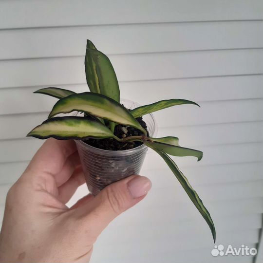 Hoya Wayetii Tricolor