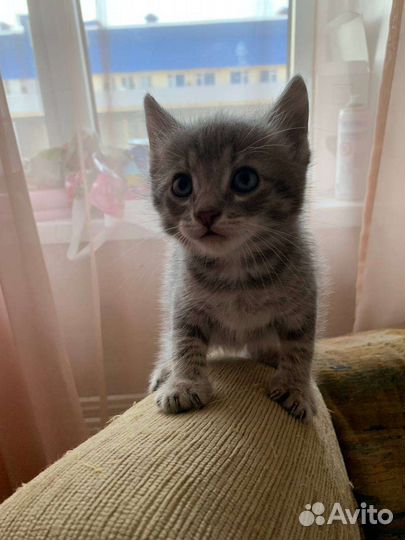 Котята бесплатно