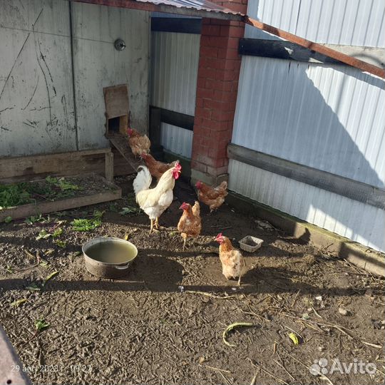 Курицы несушки