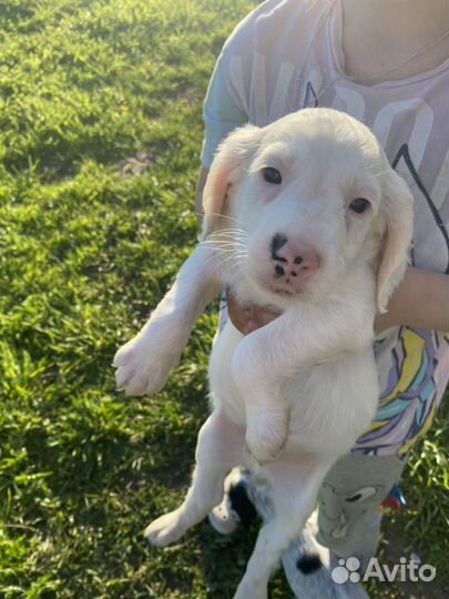 Щенки Русского Охотничьего Спаниеля